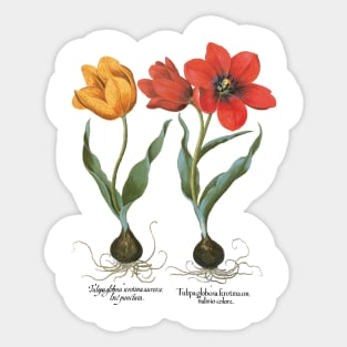 Tulips by Basilius Besler Sticker